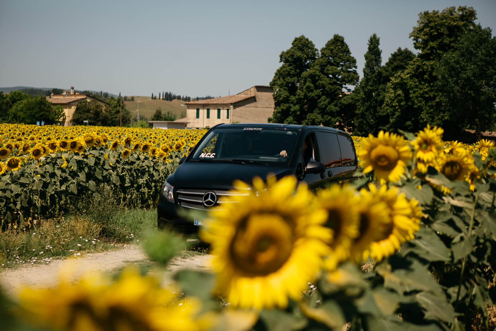 van driving through road lined with sunflowers