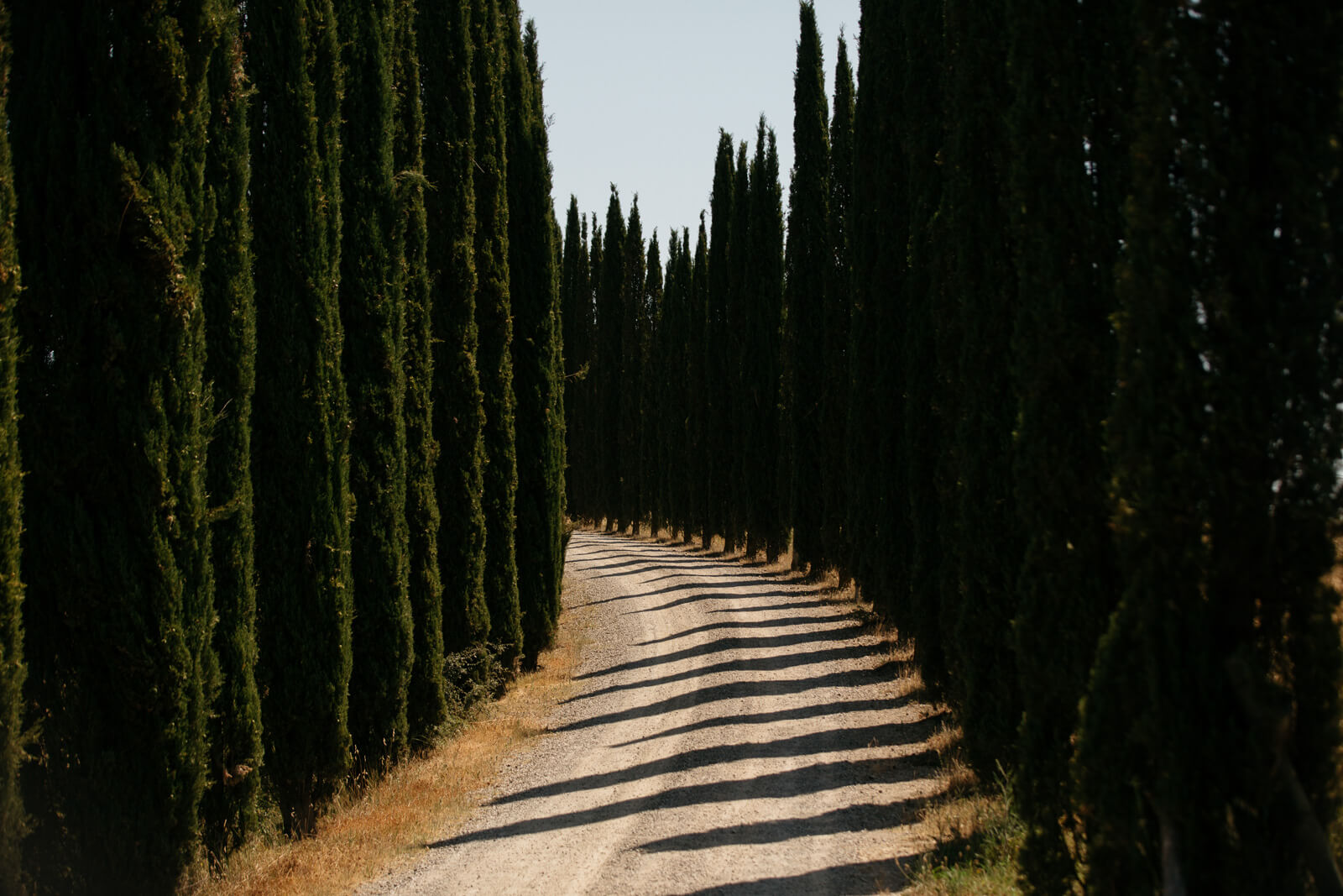 bendy road lined with cypress trees
