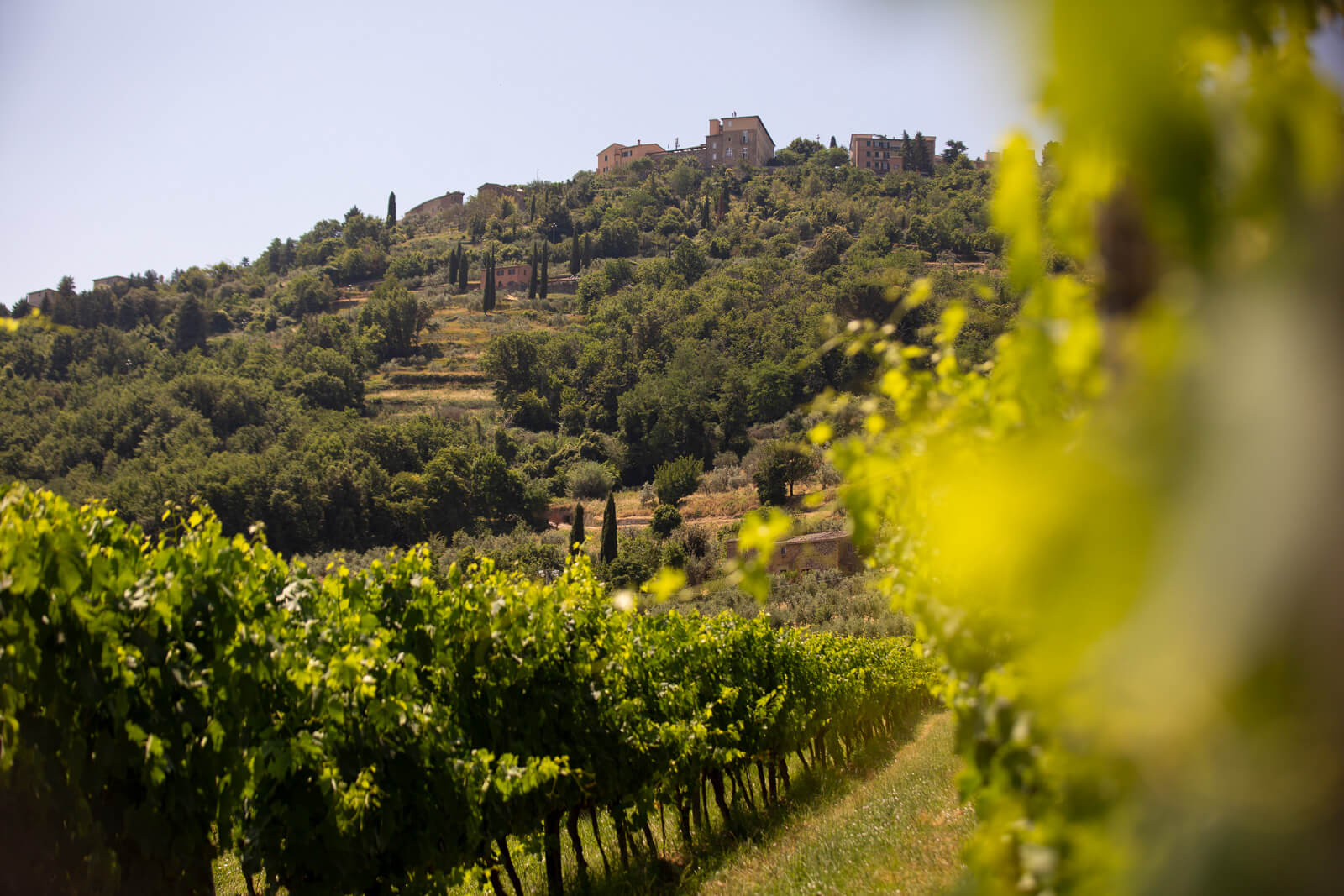 hills of vineyards