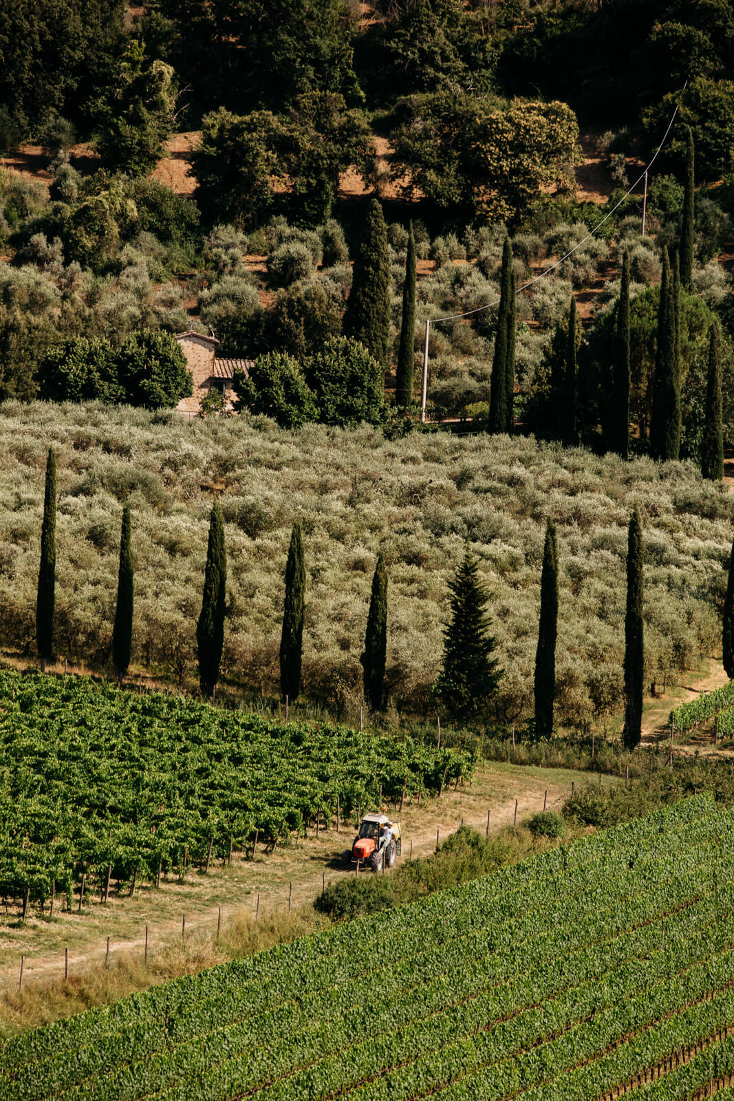 tractor driving through vineyards