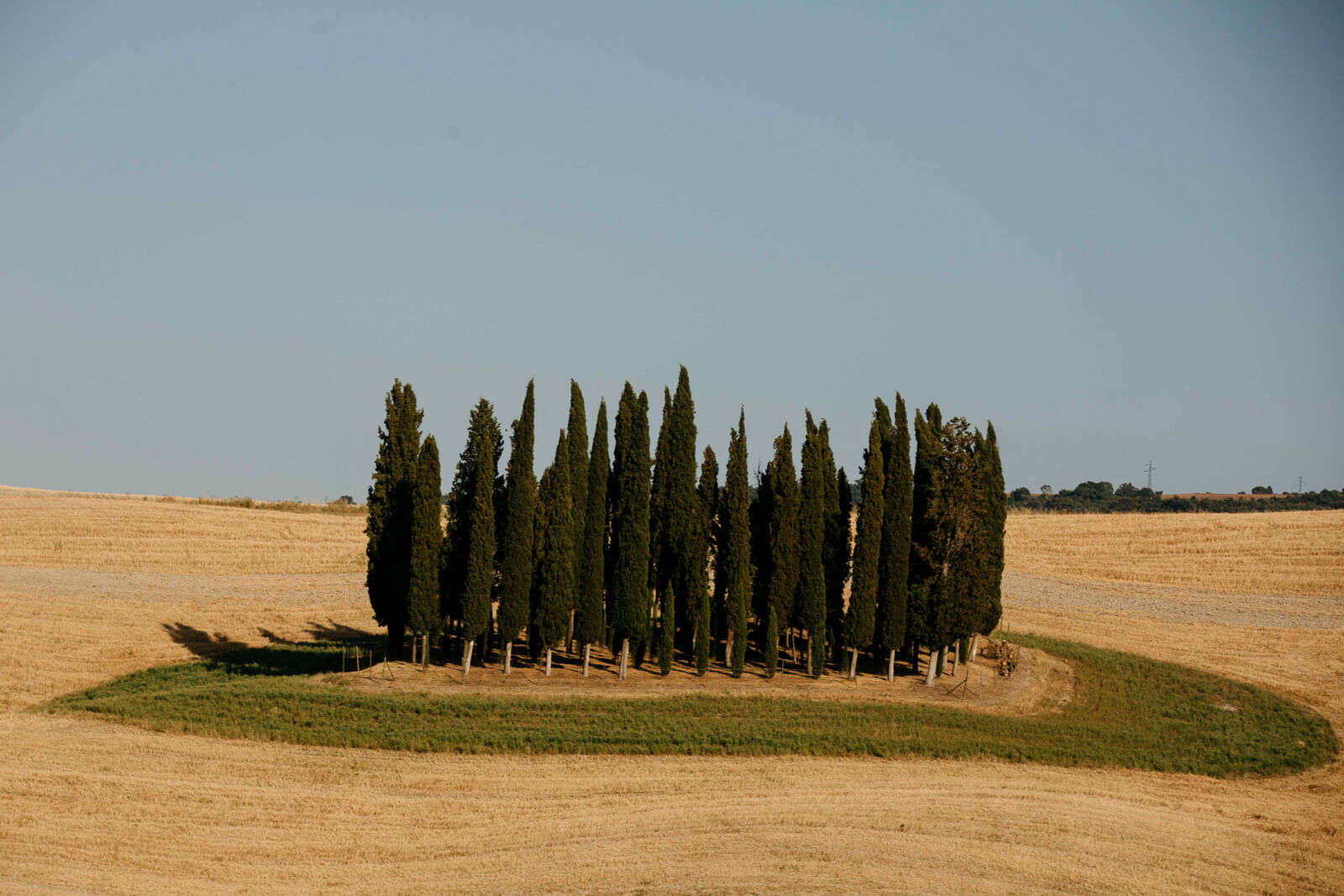cluster of italian cypress trees in the middle of a field