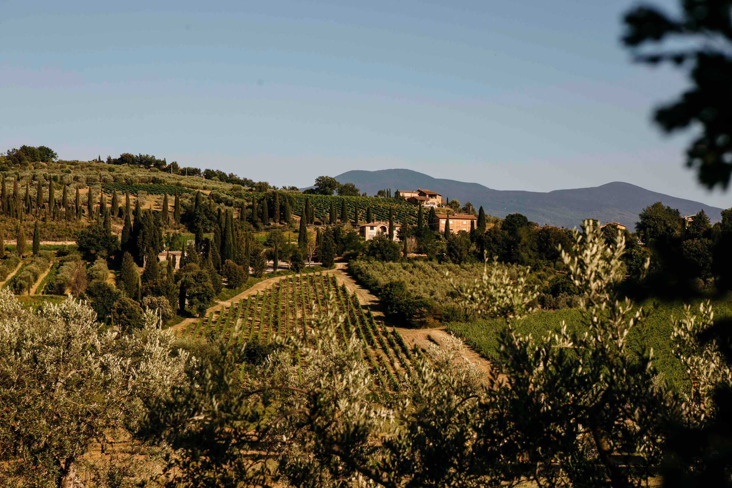 landscape of vineyards from hilltop