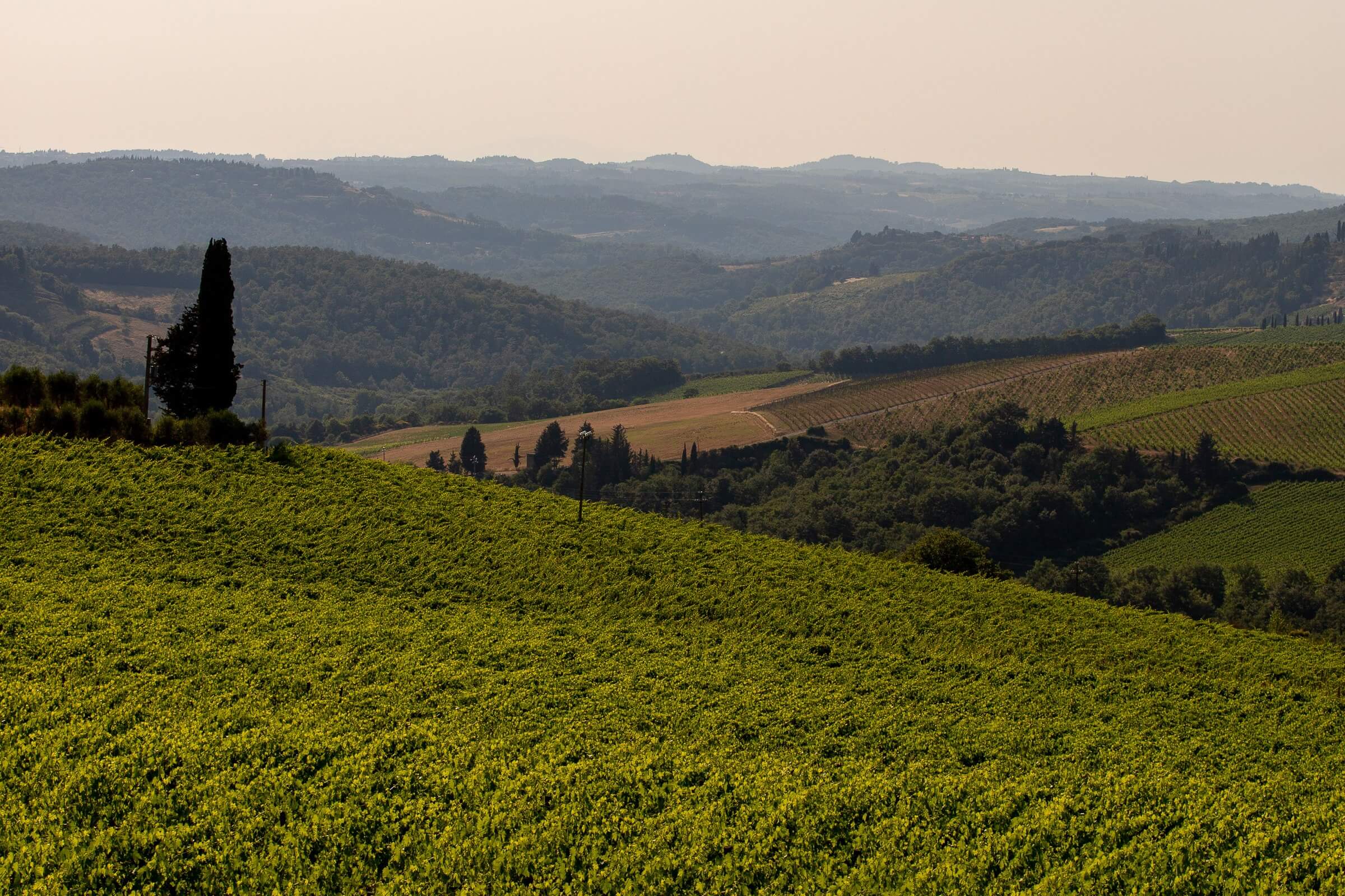 vineyard valleys
